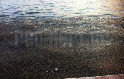 “Λιβάδι” ο… Θερμαϊκός