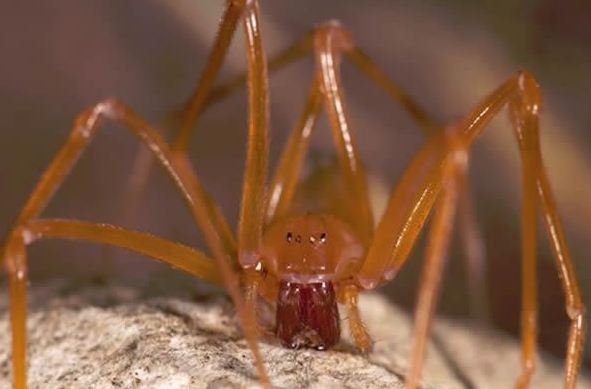 Η αράχνη με τα τεράστια νύχια