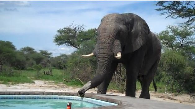 Και ξάφνου ήρθε ο ελέφαντας