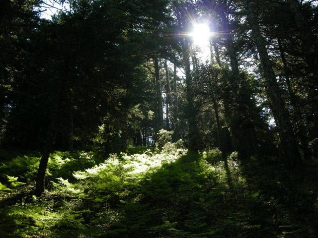 Απαγόρευση κυκλοφορίας στα δάση