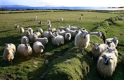 Κεραυνός “σκότωσε” 400 πρόβατα