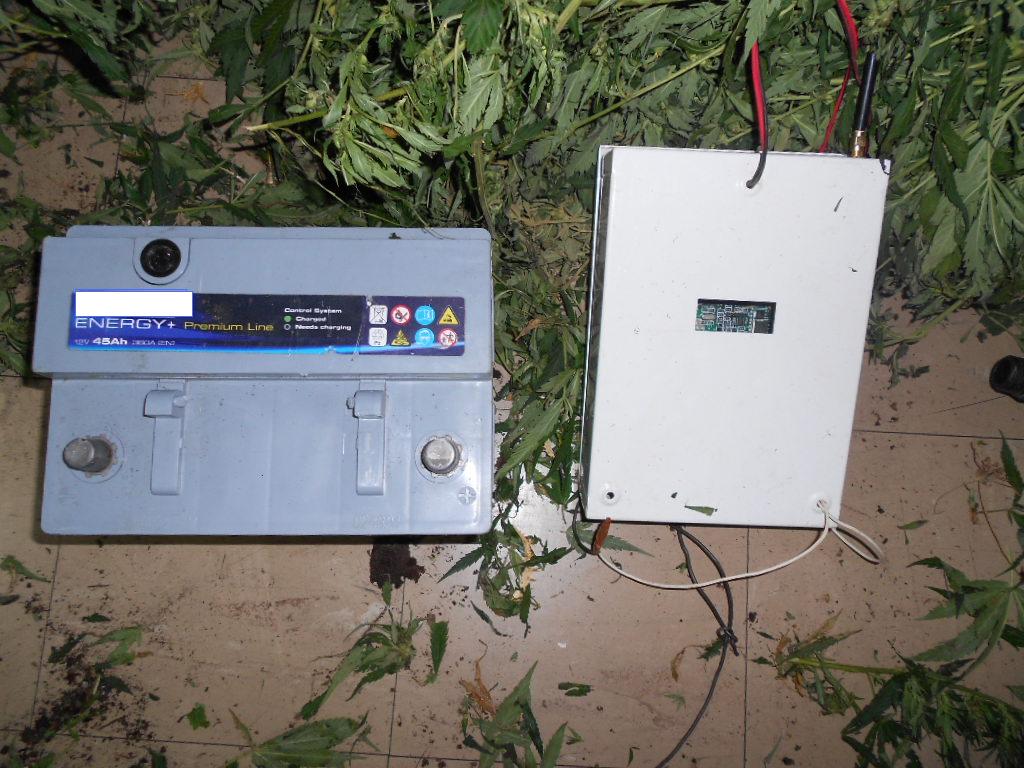 Φωτό από τις χασισοφυτείες