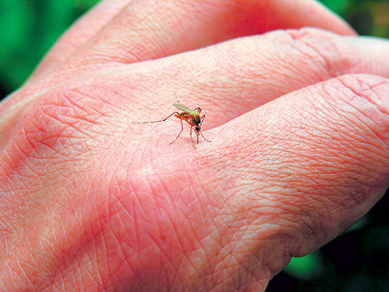 Νέο κρούσμα του Δυτικού Νείλου