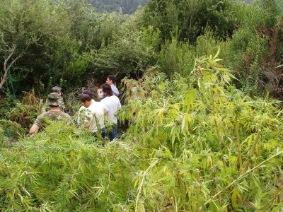 Χασισοφυτείες με συναγερμό!