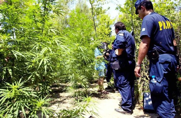 «Κυνήγι» χασισοφυτειών