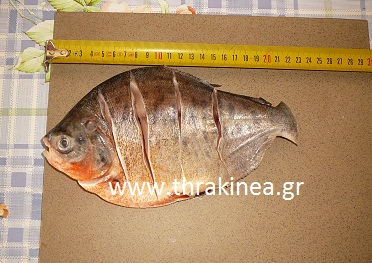 Πιράνχας στο Δέλτα Έβρου