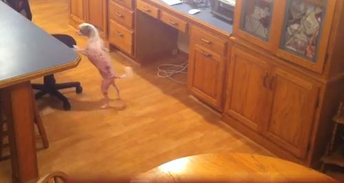 Ο επινοητικός σκύλος!