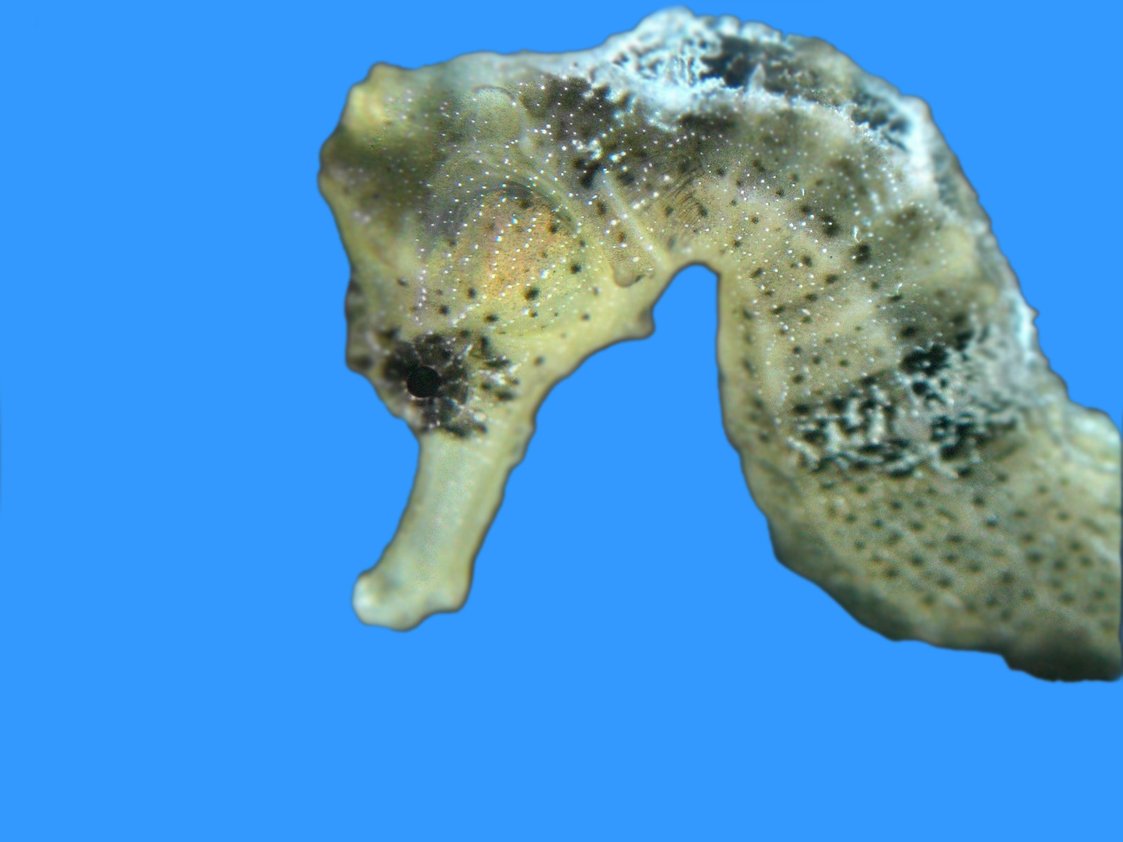 Κατέσχεσαν ιππόκαμπους