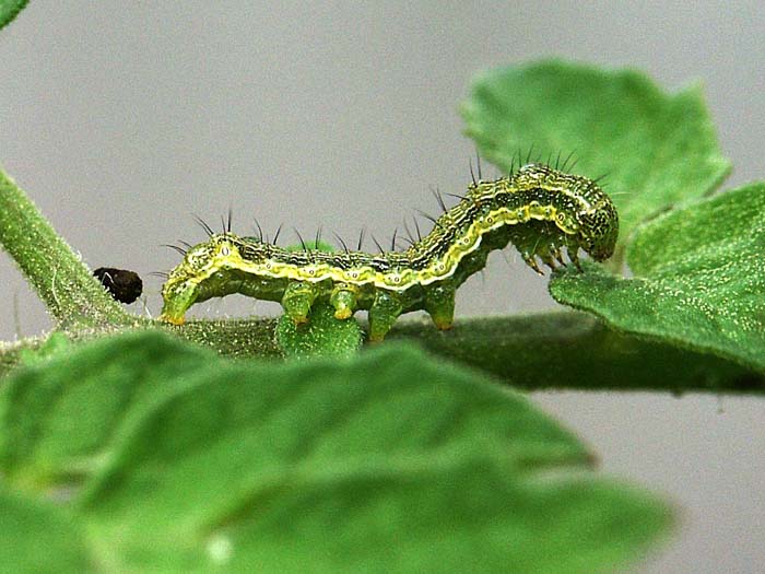 Σύσκεψη για το πράσινο σκουλήκι