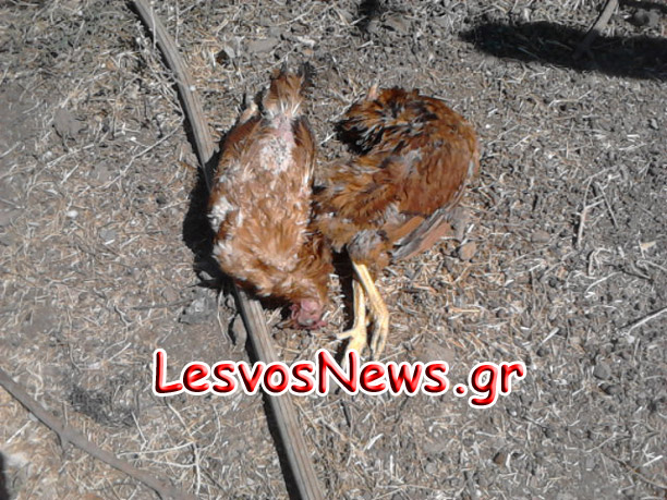 Επιθέσεις από αγέλες σκύλων