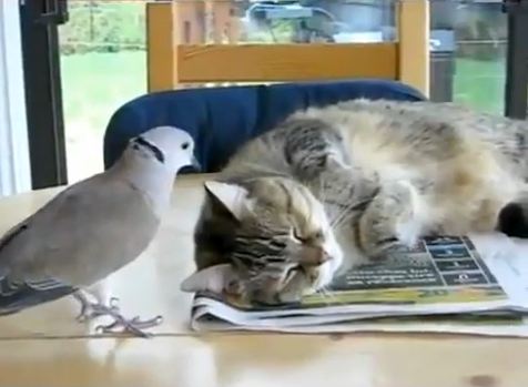 Κάτι σαν Sylvester & Tweety