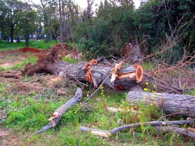 Λαθροϋλοτόμοι δρουν στον Γράμμο