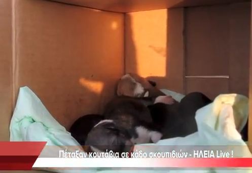 Πέταξαν κουτάβια στα…σκουπίδια