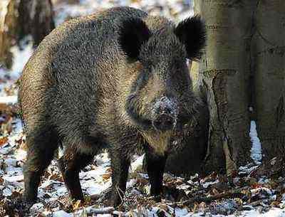 Αγριογούρουνα έφαγαν μοσχαράκι