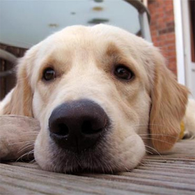 Εγκατέλειψαν 30 σκυλιά