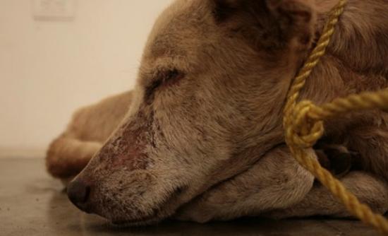 Απίστευτη κτηνωδία στην Κρήτη!