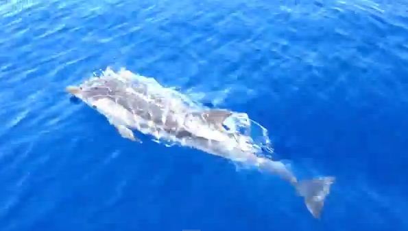 Ταξιδεύοντας με τα δελφίνια…