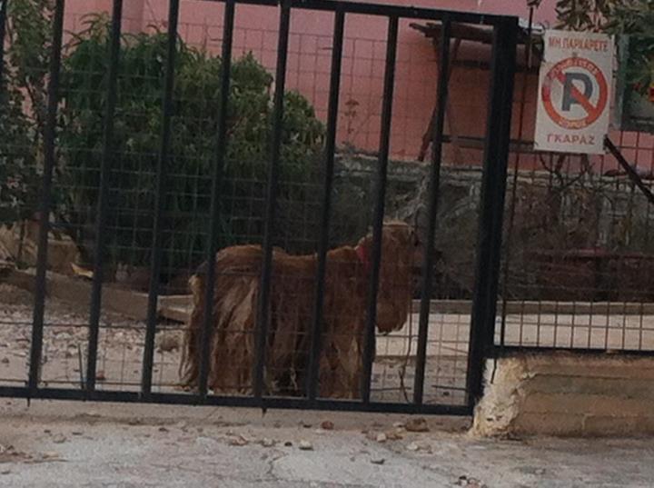 Εγκατέλειψαν τα σκυλάκια στο… έλεος