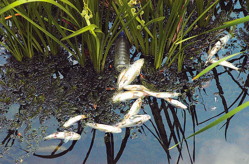 Νεκρά ψάρια στον Πηνειό