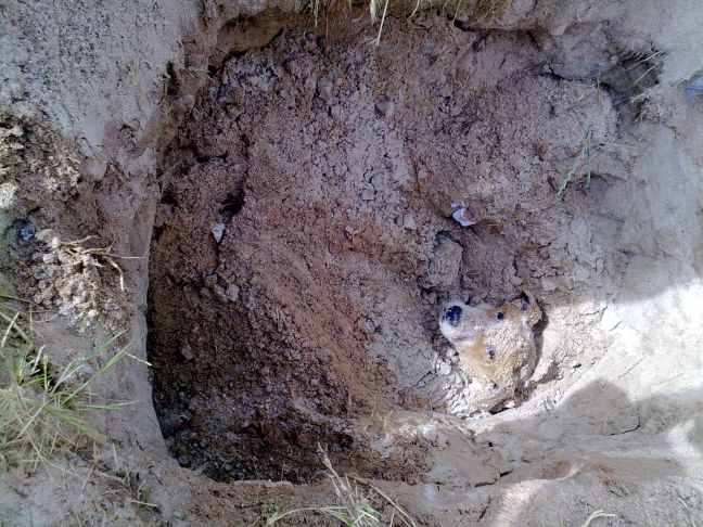 Έθαψαν σκύλο ζωντανό!