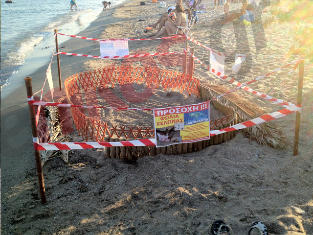 Φωτό – Η Caretta που γέννησε στην Λούτσα