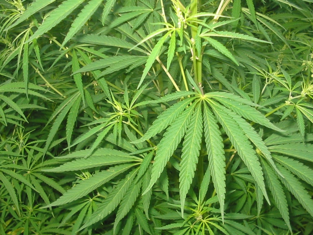 Στην τσέπη με 3 κιλά κάνναβης