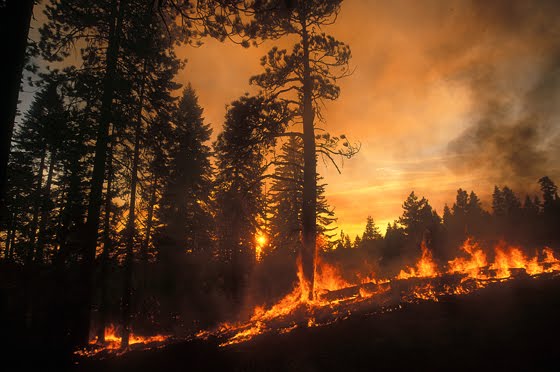 Σύλληψη εμπρηστών
