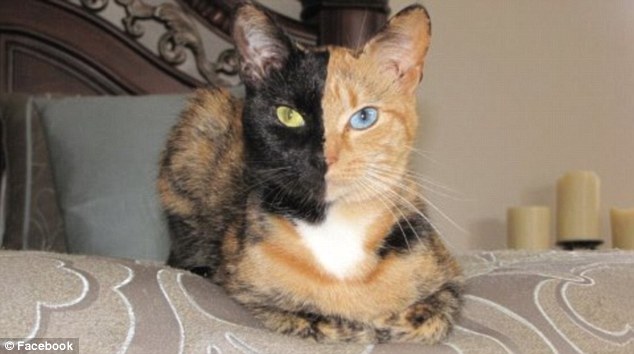 Η…διπρόσωπη γάτα