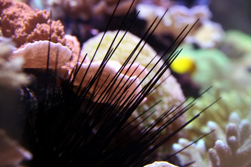 Aν πατήσετε αχινό ή γυαλί…