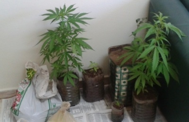 Xασίς… σπιτικό