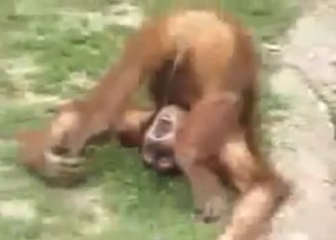 Όταν τα ζώα “ζωγραφίζουν”…