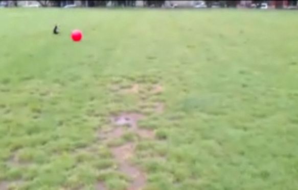 Εκτόξευση σκύλου