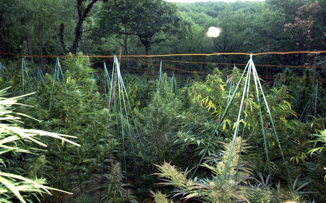 «Προνοητικοί» χασισοκαλλιεργητές