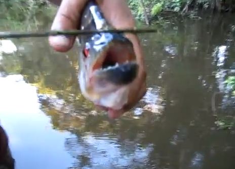 Έκανε το πιράνχας…ψαλίδι!