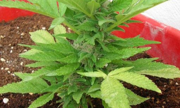 Καλλιεργούσε χασίς στην αυλή του