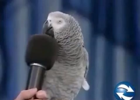 Μίμος παπαγάλος τα κάνει όλα!