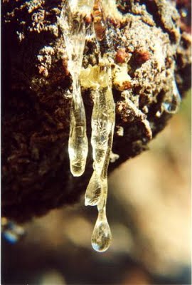 Καταστράφηκε το 30% της μαστίχας