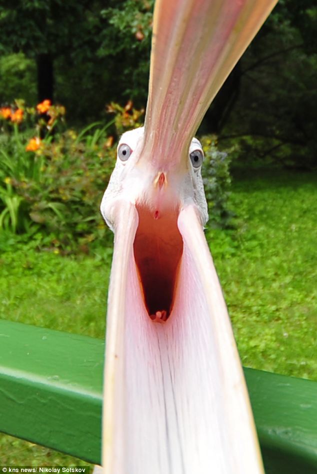 Η οργή του πελεκάνου