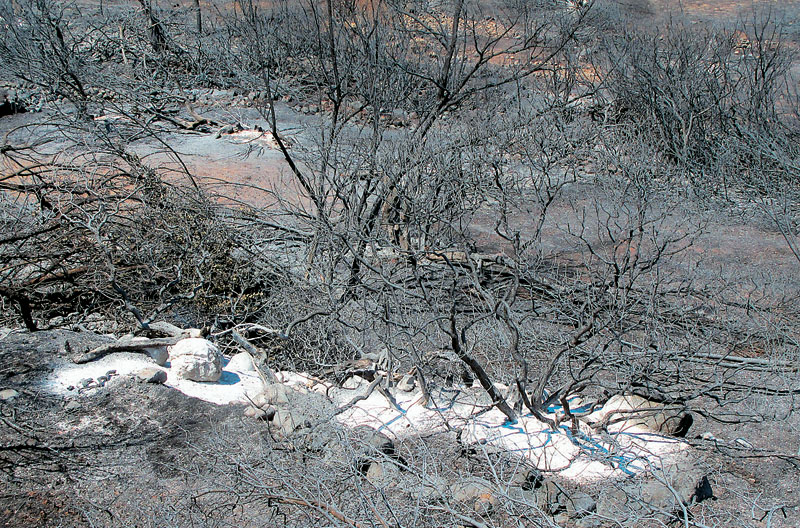 Τροπολογία για μαστιχοπαραγωγούς