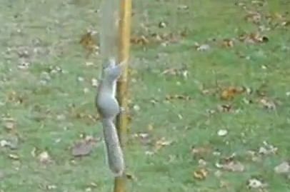 Σκίουρος σε… επικίνδυνες αποστολές