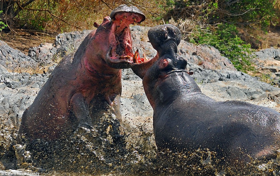 Ιπποπόταμοι…θυμωμένοι!