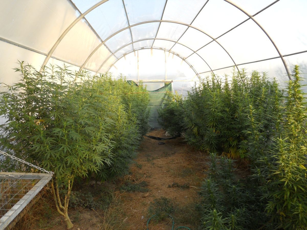Παραγωγή δενδρυλλίων κάνναβης