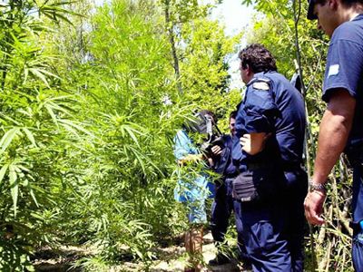 Από φυτείες καλά πάμε…