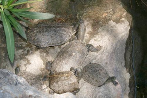 Παράνομο ψάρεμα σε υγρότοπο