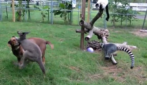 Ήταν ένα καγκουρό κι ένας λεμούριος