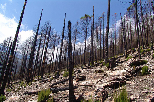 Τέλος η κυκλοφορία στα δάση