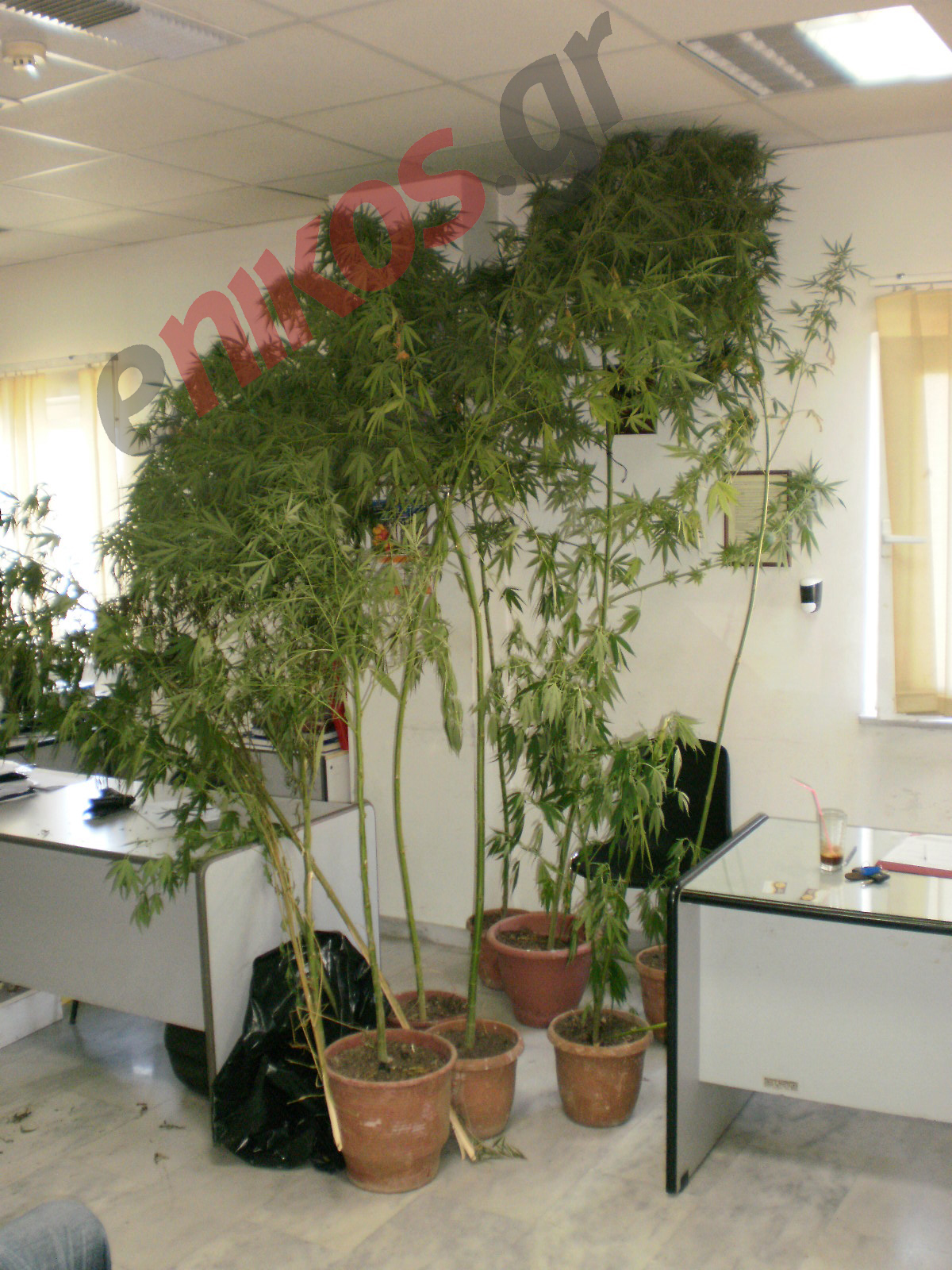 Οικιακή χασισοφυτεία