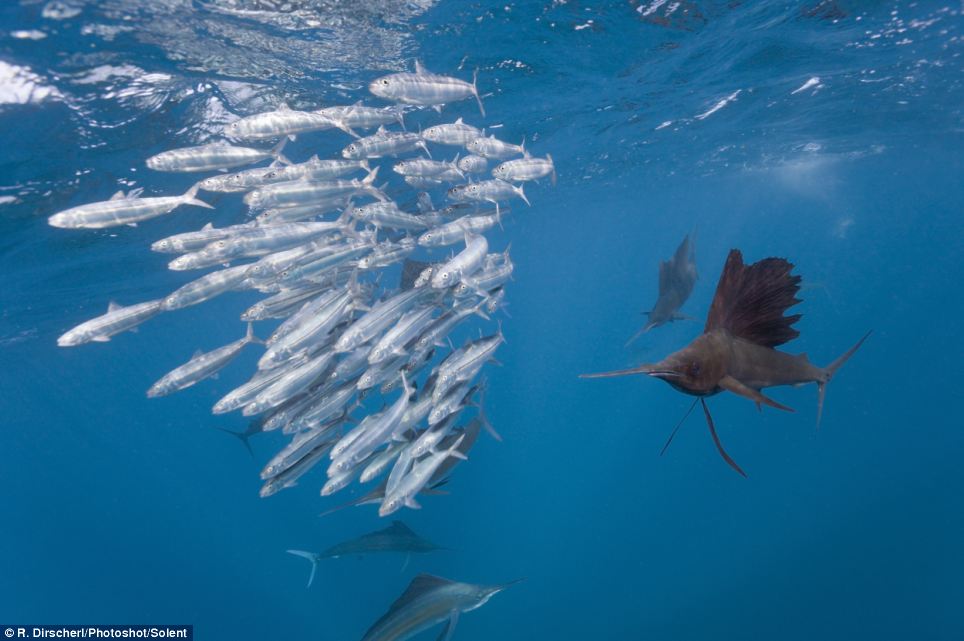 Η ώρα του φαγητού…