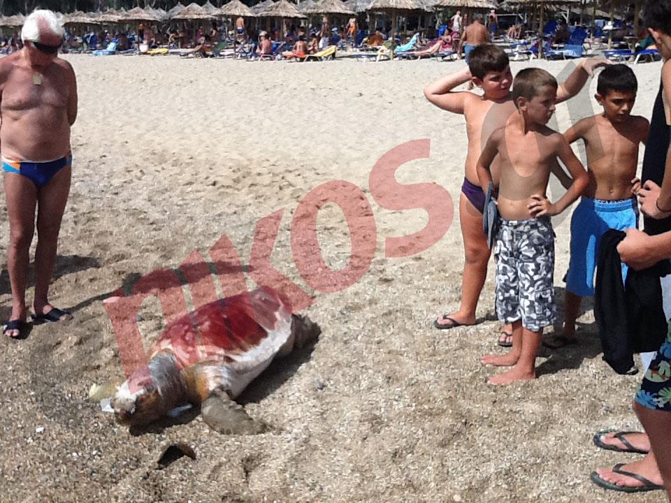 Νεκρή θαλάσσια χελώνα…