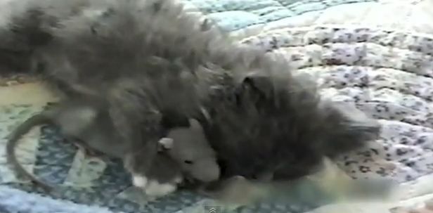 Το ατρόμητο ποντίκι